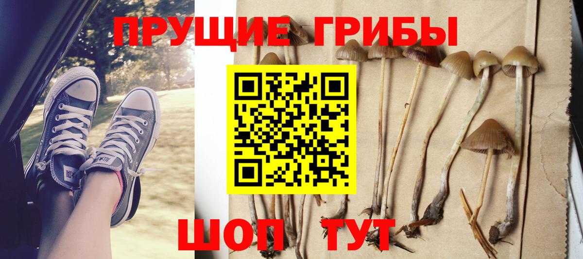 Псилоцибиновые грибы прущие грибы  Вход с VPN  Курчалой 